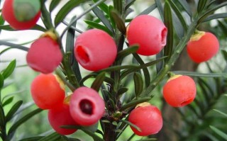 红豆杉的养殖方法和注意事项（怎样养殖红豆杉） ！