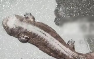 男子上班捡到迷路娃娃鱼后报警 林业局：是野生的已放生 !