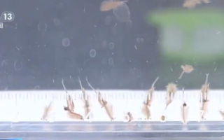 新疆沙漠首次发现盐水丰年虾：是地球上现存较为古老的物种之一 ！