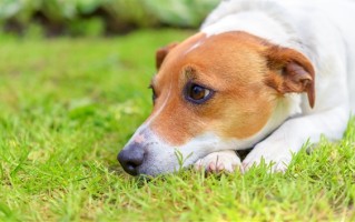 男子被未拴绳狗咬伤主人拒赔2千元医药费 是讹人：网友吐槽应严惩 ！