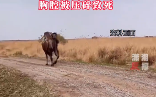 澳大利亚女子被150公斤重的骆驼攻击 胸腔被压碎致死 专家：骆驼战斗力相当惊人 !