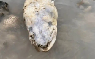 英国海边出现巨型海怪 居民称像外星生物：真相曝光 !