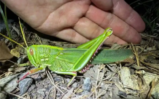 合肥发现最大蝗虫 专家：肉质丰满 可做美食 !