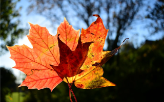 立秋进补“四不吃”：很多人都吃错了 !