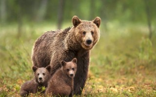 杭州野生动物园黑熊突然袭击饲养员：幸好人没事 ！