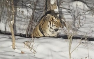 女子雪夜遇东北虎：感受“死亡凝视” ！