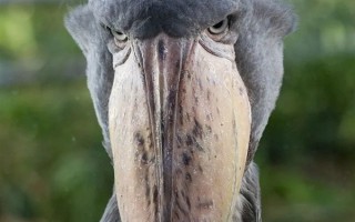 这种野生动物会向你鞠躬 允许你靠近：但是 它们真的很可怕 ！