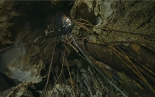 贵州溶洞发现地下反向森林 蝙蝠粪便与落叶形成天然养分库 ！