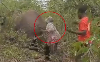 纳米比亚一女子拽大象尾巴取乐被踩死 生前画面曝光 ！