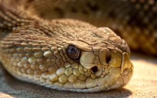 云南一夫妻旅游回来发现家变“蛇窝” 搜出10条蛇 !