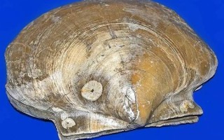 全身都是肉还没有肌间刺 蛇为何进化到如此适合人类食用 !