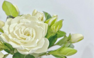 栀子花几月份开花（栀子花在一年的哪个月份开始开放） ！