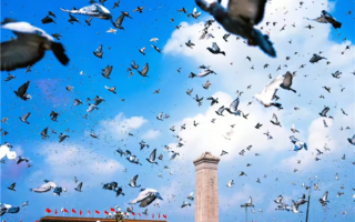 参加阅兵的和平鸽还有工资拿：每只15元 天津补贴翻倍 !