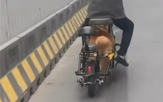 一男子“骑狗”上路引围观 交警回应：已批评教育 ！