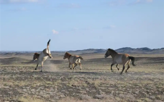 现存唯一野生马种！北京动物园有1只 珍稀程度堪比大熊猫 !
