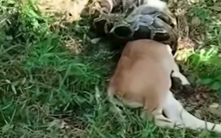 广东一条20斤蟒蛇生吞小牛犊 被抓时张开血盆大口抗议 !