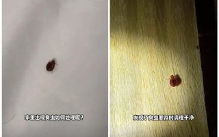 几乎绝迹的床虱又出现了：多名网友被咬 !