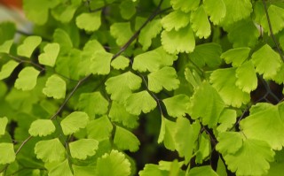 植物最不喜欢见什么光（植物最不喜欢暴露在什么样的光线下） ！