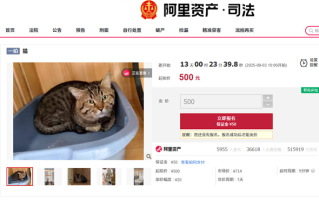 主人因欠钱3岁狸花猫被法拍 身价暴涨 宠物店老板娘也要竞拍 !