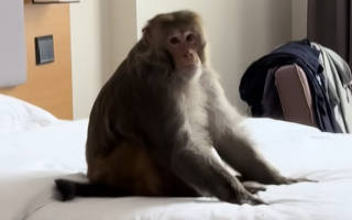 男子西藏旅游 回酒店发现猴子端庄坐床上：零食散落一地 ！