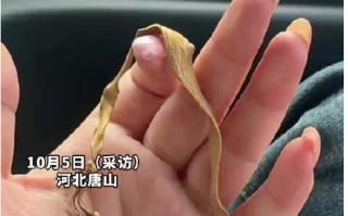 收花生找到姥姥丢了12年的金镯子 ！网友：今年这花生老值钱了！