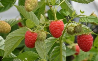 树莓树的外观特征（树莓树的形态与特征描述） ！