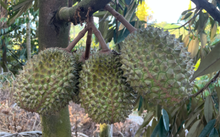 六年攻关！首批国产“树上熟”猫山王榴莲正式上市 !