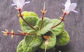 广西发现极度濒危新物种：全州报春苣苔 !