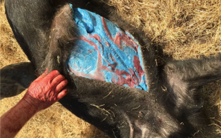 美国加州发现“阿凡达”野猪肉：切开肉竟是蓝色 官方警告 !