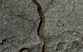 男子被毒蛇咬伤 女友教科书级应对：第一时间拿起手机拍照 !