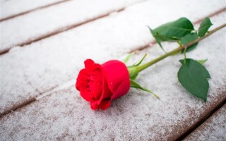 今天七夕节 男子用面粉给妻子做了一束鲜花 !