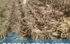 一家人掰2小时玉米后发现不是自家地 ！直言：都是街坊邻居，装好后才去自家地 ！