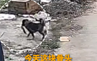 男子报警称手机不见了 调查发现小偷是自家的小狗 ！