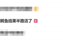 骑手称配送死鳄鱼：结果半路活了 !