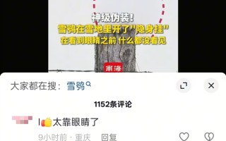 雪鸮在雪地里开了“隐身挂” 网友：新一代隐形战机有代号了 ！