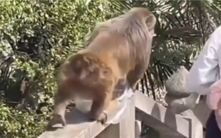 峨眉山猴子被造谣杀人 央视解析：一个网络视频有11个谣点 !