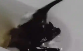 女子徒手抓蝙蝠不幸被咬伤手部肿胀 医生：需要打12针 !