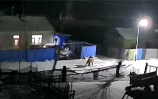 监控拍到老虎进村 咬伤一头猪一头牛！最终被鞭炮吓跑 ！