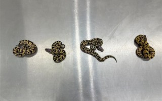 女子在内衣塞4条蟒蛇入境被查：都还活着 !