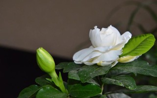 栀子花浇水的正确方法（正确浇水栀子花的方法） ！