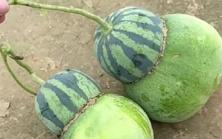 女子在瓜地发现“东西瓜”：它妈是西瓜 它爸是冬瓜 网友好奇里面长啥样 !