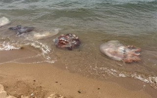 男子酒后骑摩托车压到洒落海蜇打滑摔死 法院判定4方过错 ！