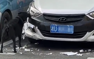 女子车停路边被狗啃到面目全非 本人发声：换保险杠得花1000元左右 保险不能赔 !