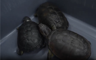 路都走不好了 两女子紧身裤藏68只活体龟入境被查 !