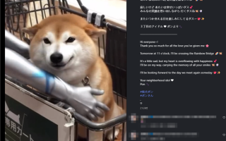 知名互联网meme原型狗 柴犬PON去世 表情包你用过吗?