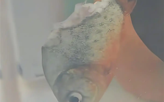 饲主回应鲳鱼一半被吃4天没死：属食人鱼 体质较强 ！