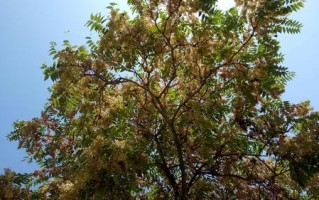 椿树在哪里最吉利（椿树在哪里种植最为吉利） ！