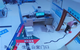 2米多长眼镜王蛇咬伤78岁老人 女婿“拎蛇”冲进医院 可取吗?