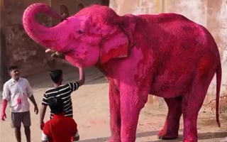 印度65岁老象全身涂满粉色颜料 两个月后死亡引公愤 !
