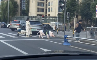 成都情侣遛130斤大猪引围观:有专属独立卫浴卧室 每月千元伙食费 ! 成都情侣遛130斤大猪引围观:有专属独立卫浴卧室 每月千元伙食费 !